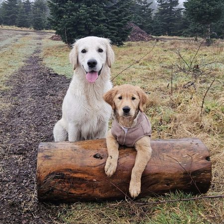 family golden